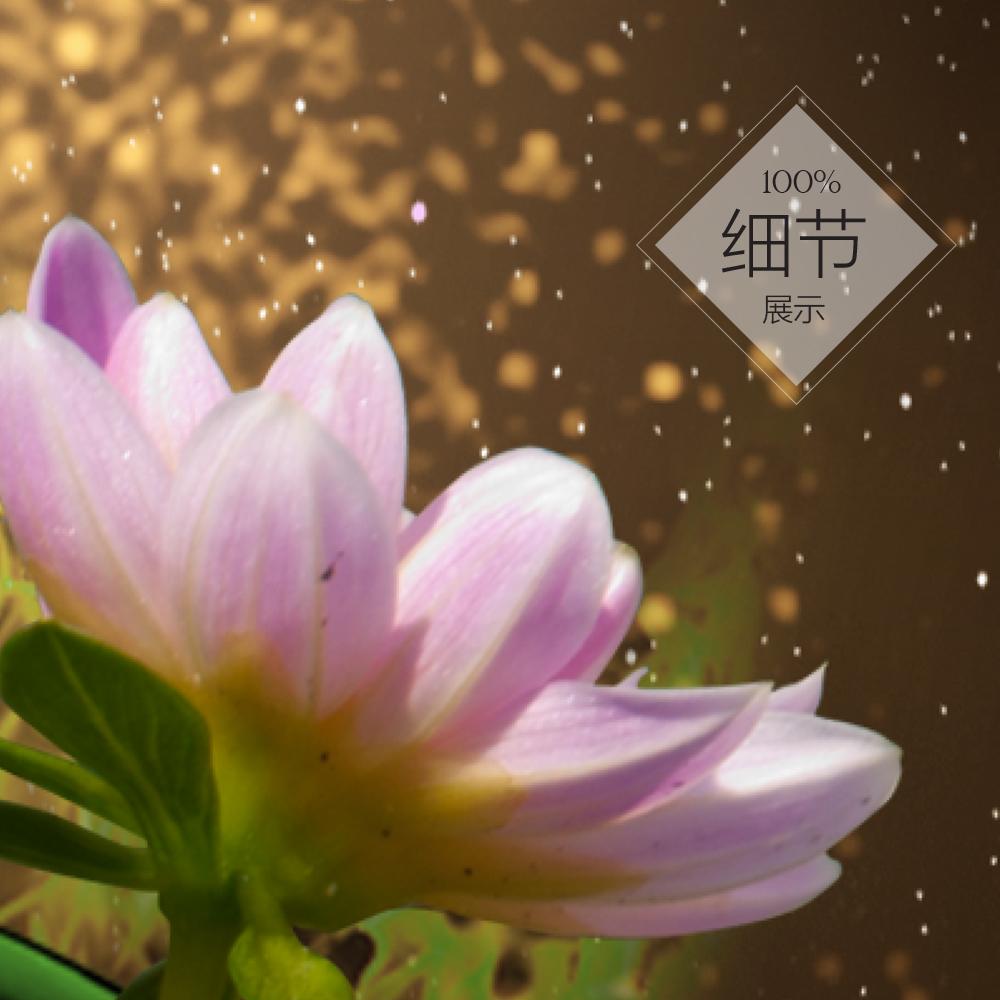 九鱼聚福 【10】